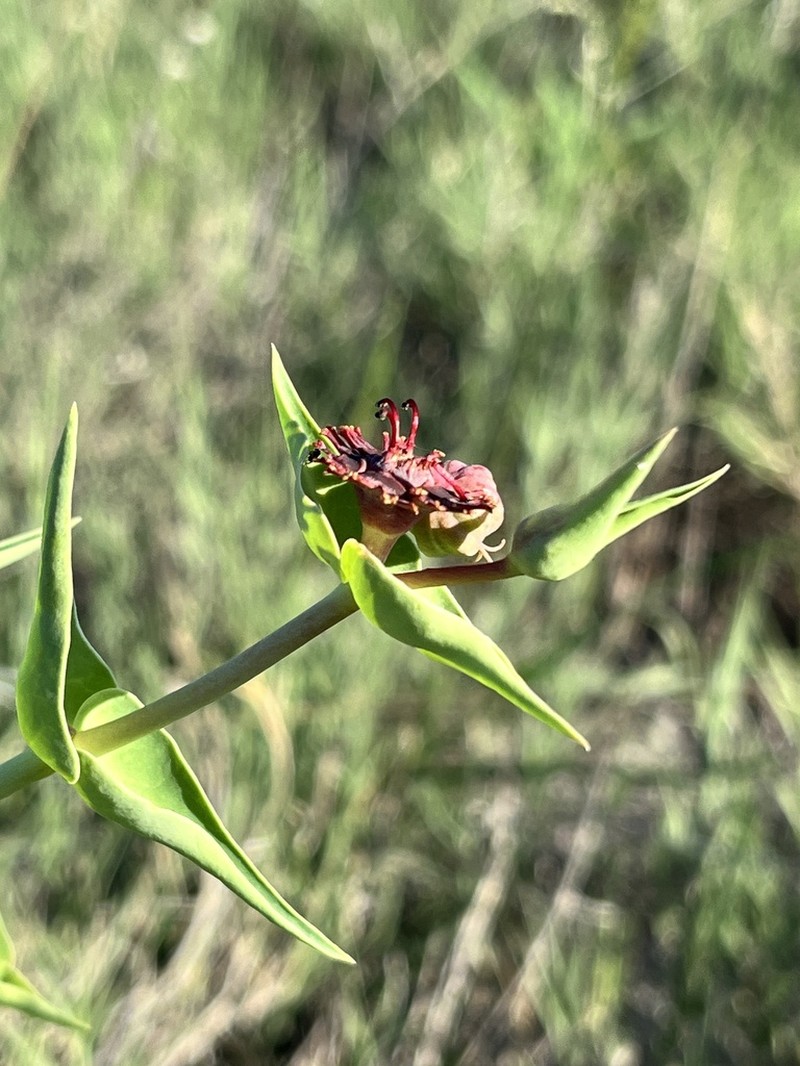 Euphorbia monteiroi photo 6