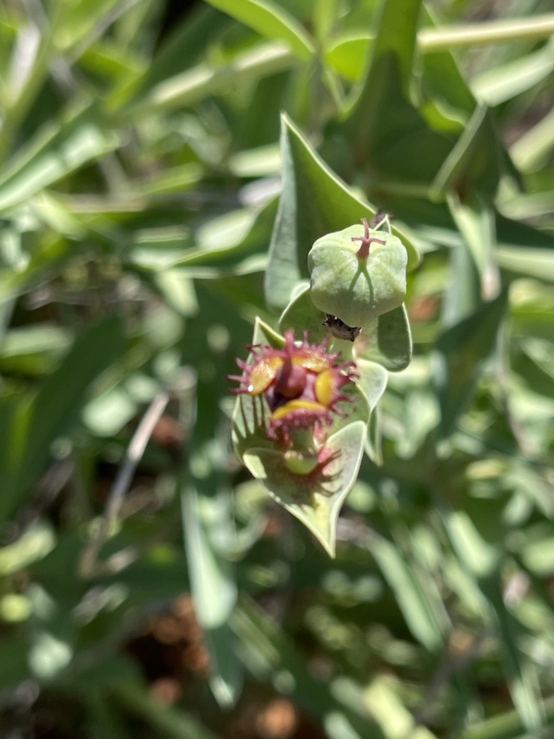 Euphorbia monteiroi photo 7