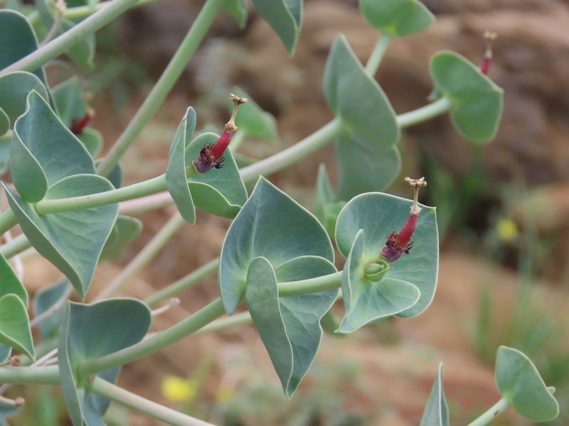 Euphorbia monteiroi subsp. brandbergensis