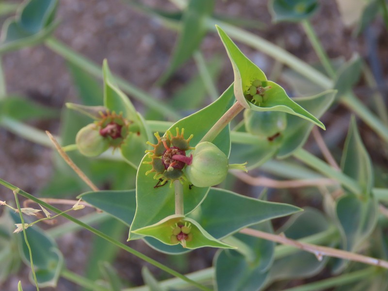 Euphorbia monteiroi subsp. brandbergensis photo 2