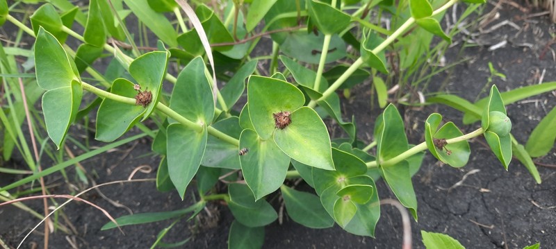 Euphorbia monteiroi subsp. monteiroi