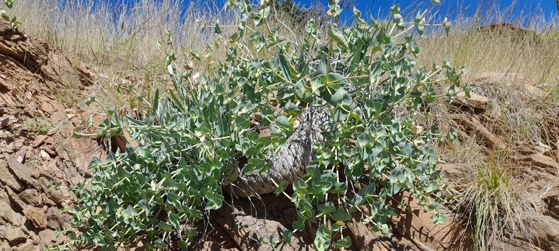 Euphorbia monteiroi subsp. monteiroi photo 2