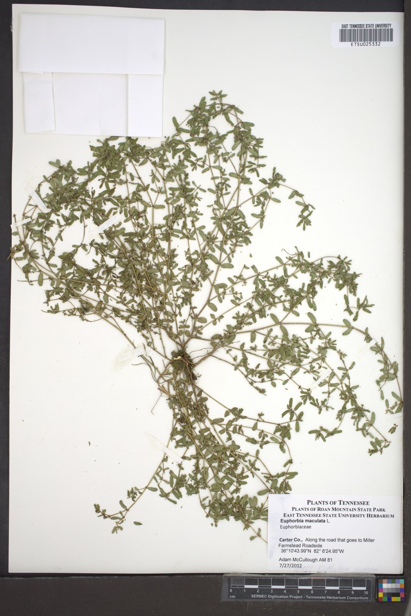 Euphorbia monteiroi subsp. monteiroi photo 3