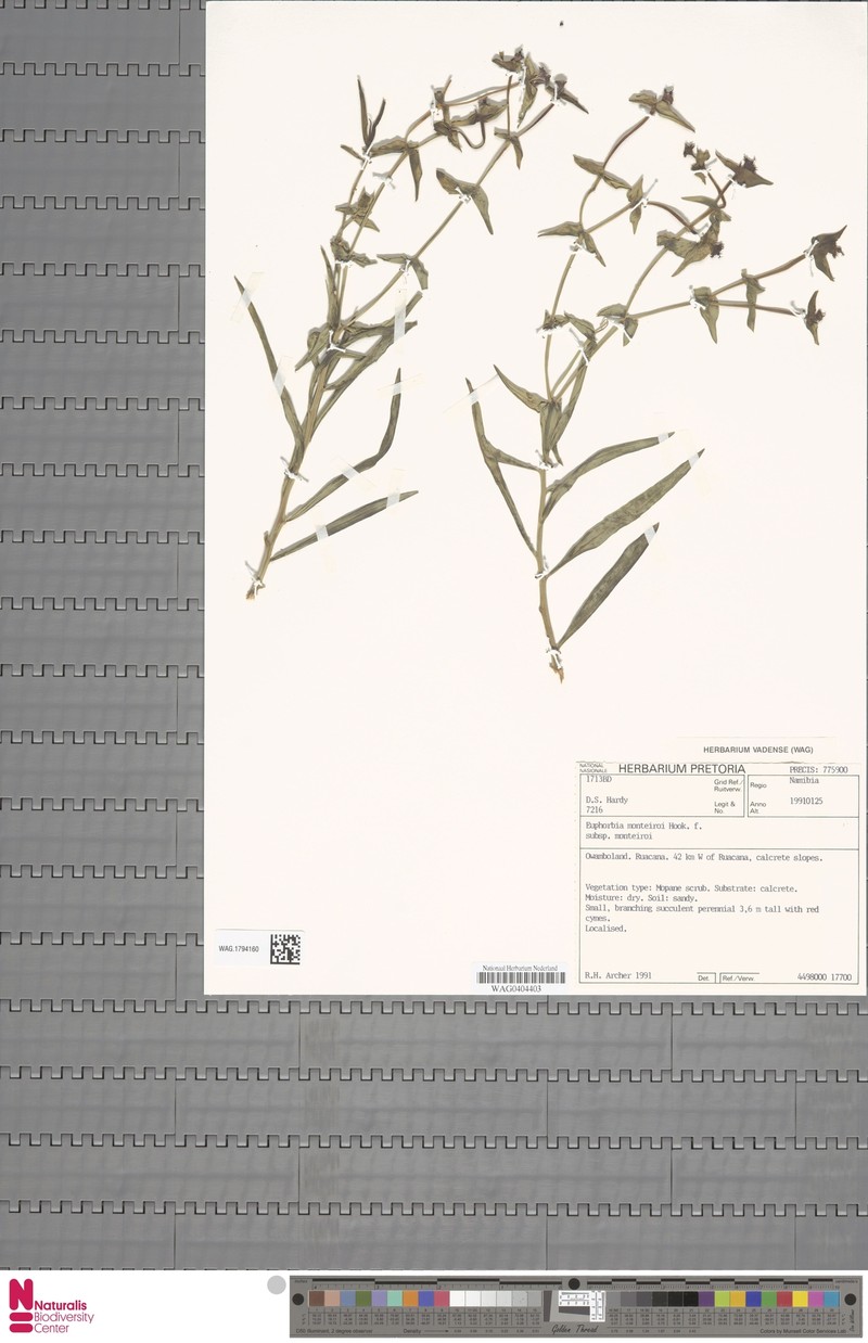 Euphorbia monteiroi subsp. monteiroi photo 4