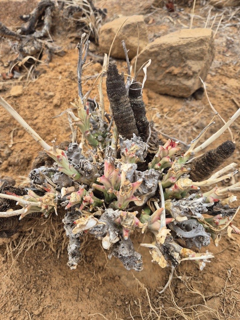 Euphorbia monteiroi subsp. ramosa photo 2