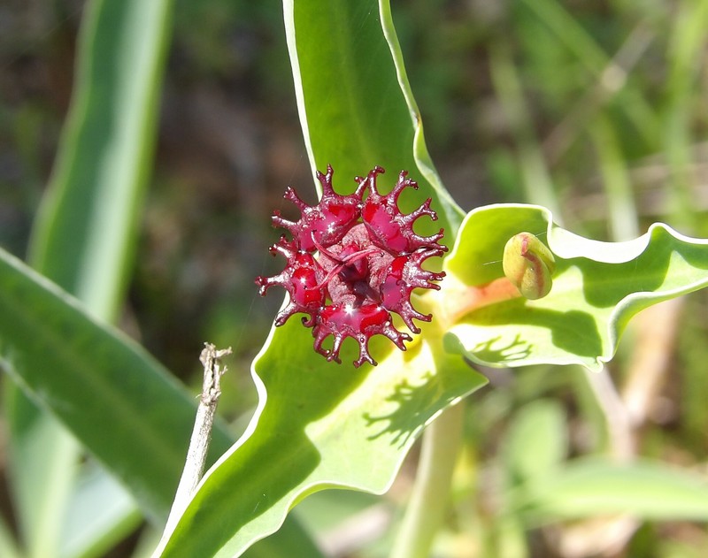 Euphorbia monteiroi subsp. ramosa photo 5