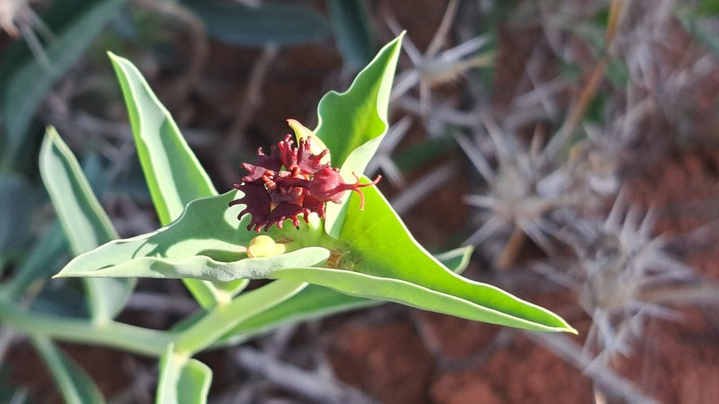 Euphorbia monteiroi subsp. ramosa photo 6