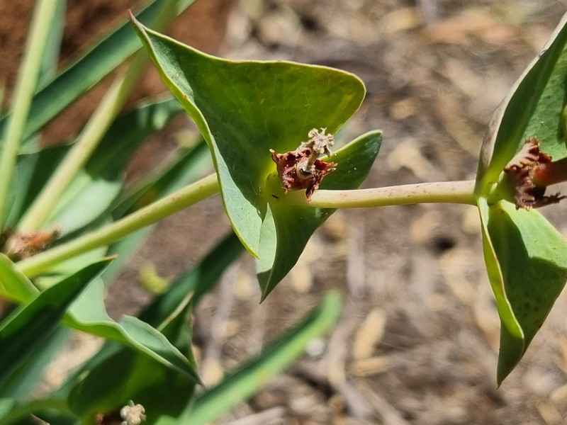 Euphorbia monteiroi subsp. ramosa photo 7