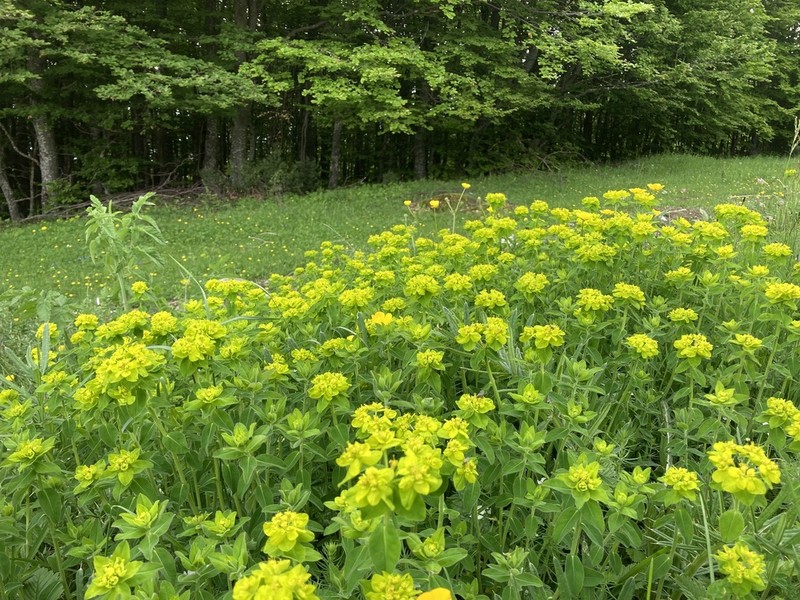Euphorbia montenegrina