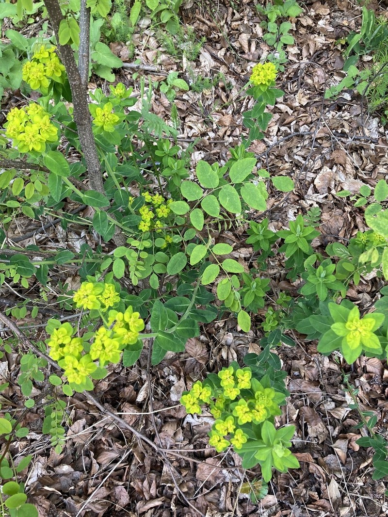 Euphorbia montenegrina photo 2