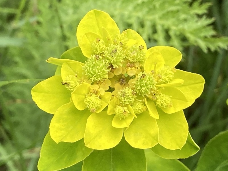 Euphorbia montenegrina photo 3