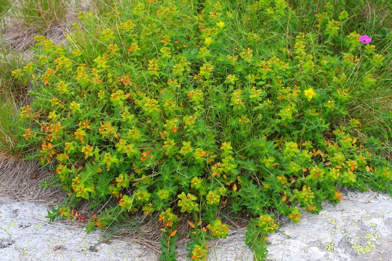 Euphorbia montenegrina photo 4