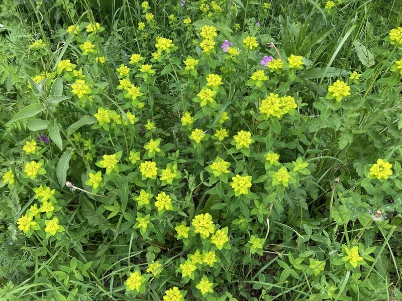 Euphorbia montenegrina photo 5