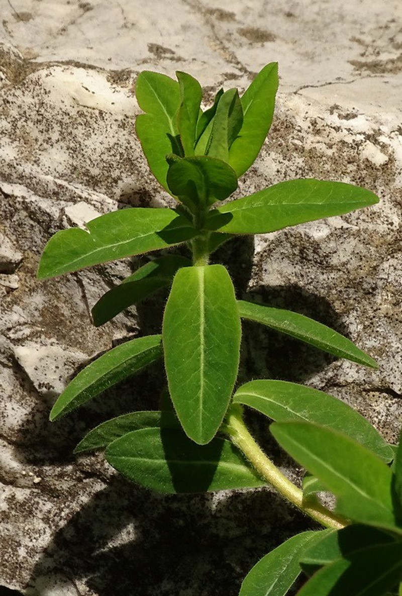 Euphorbia montenegrina photo 6