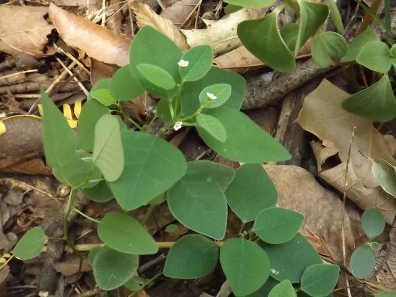 Euphorbia montereyana photo 2