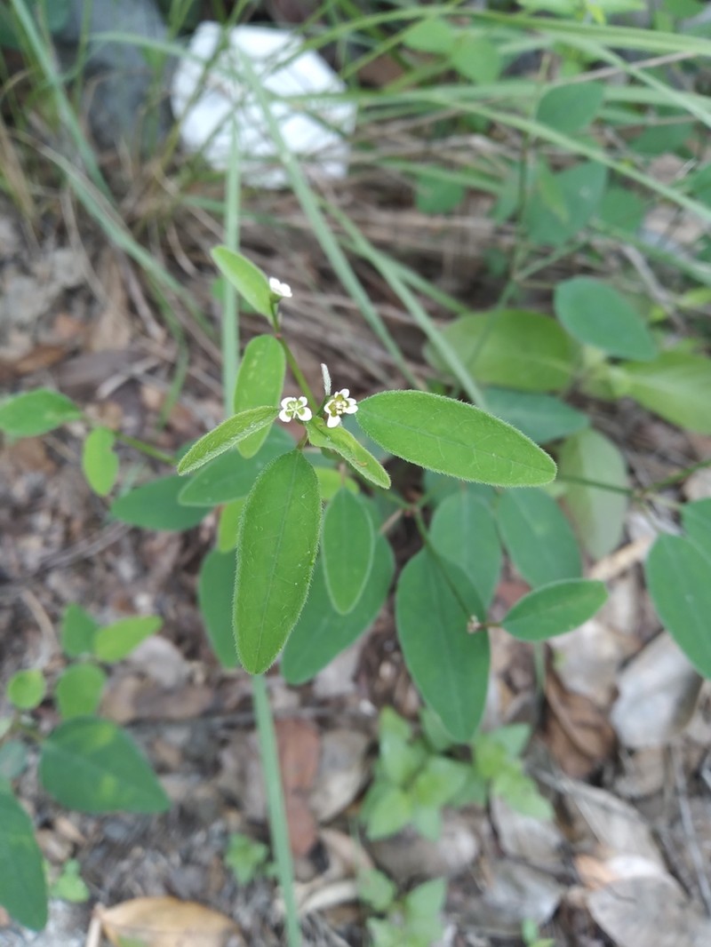 Euphorbia montereyana photo 3