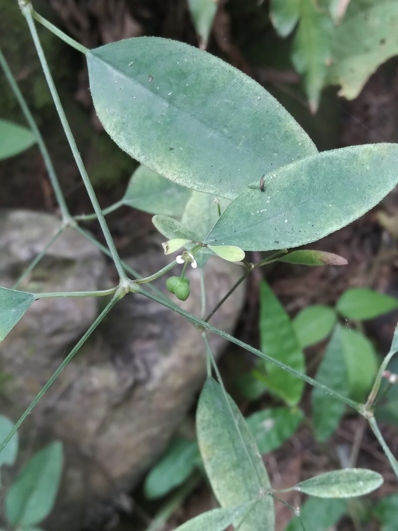 Euphorbia montereyana photo 4