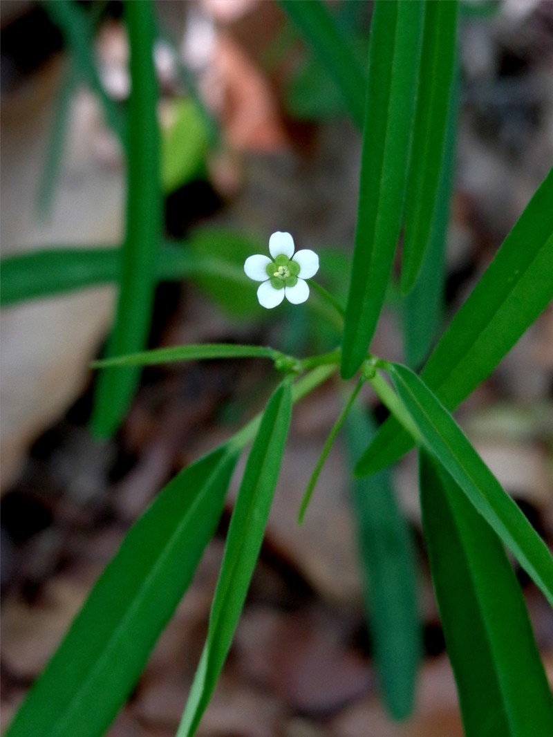 Euphorbia montereyana photo 6