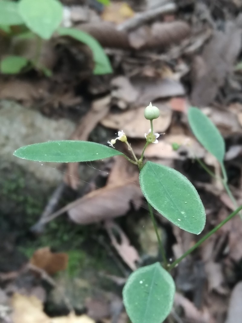 Euphorbia montereyana photo 7