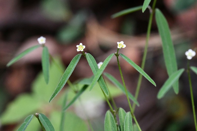 Euphorbia montereyana photo 8