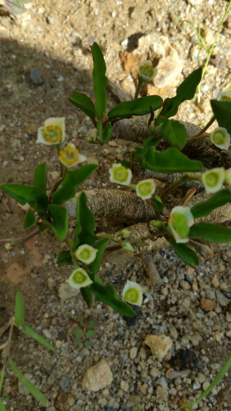 Euphorbia moratii
