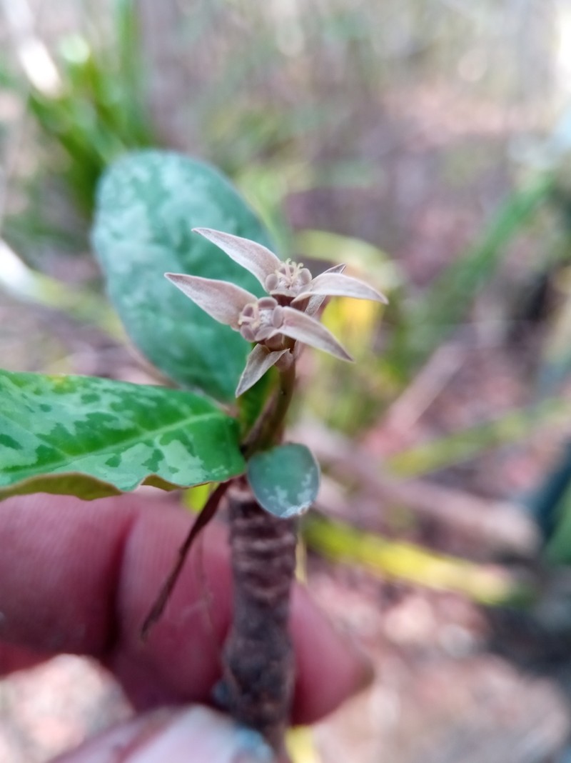 Euphorbia moratii photo 2