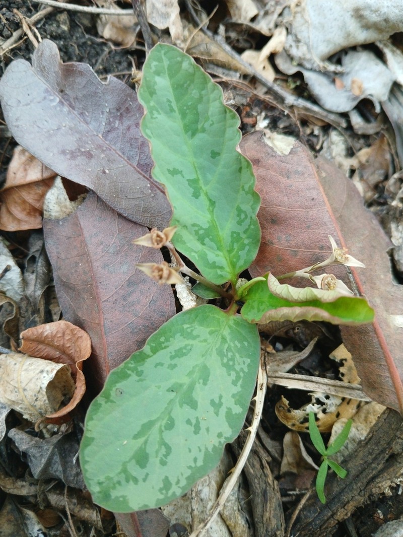 Euphorbia moratii photo 3