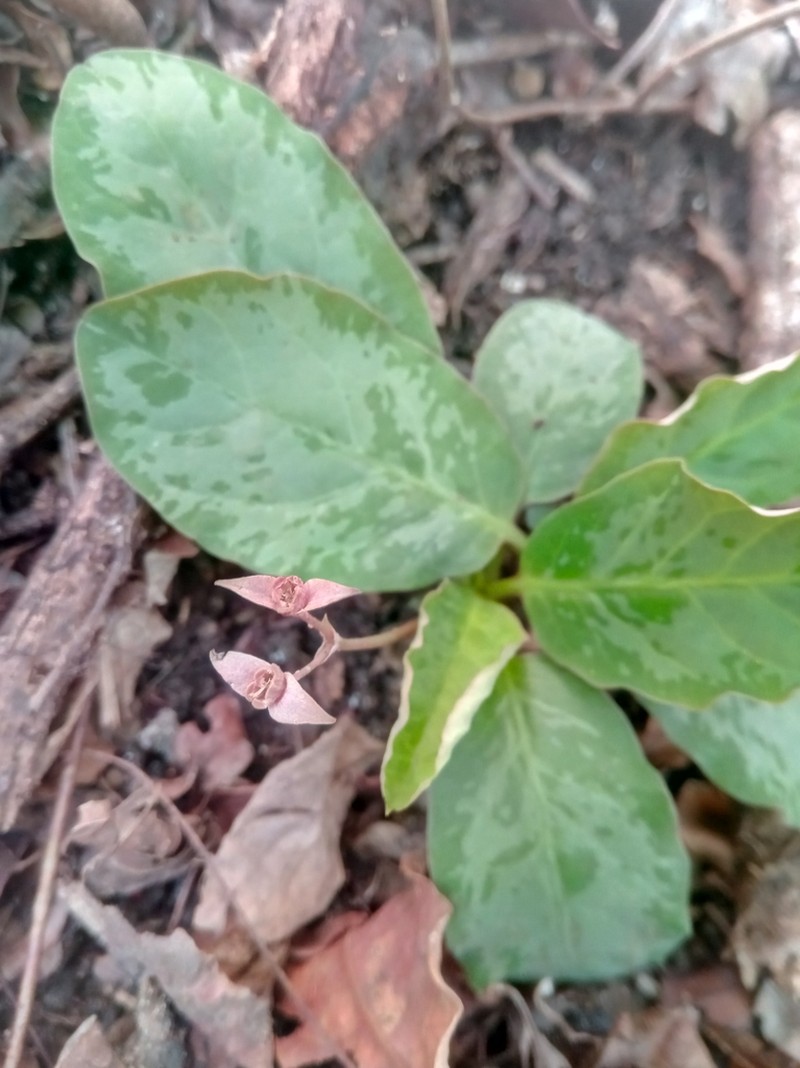Euphorbia moratii photo 4