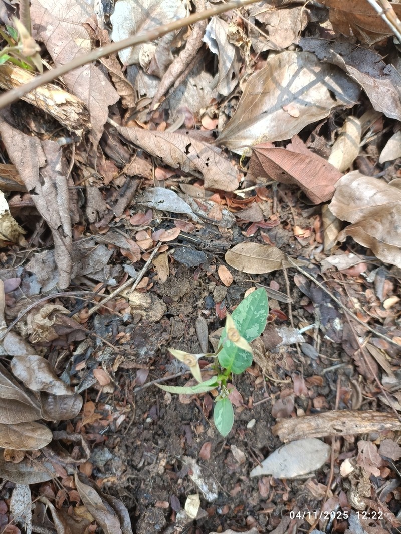 Euphorbia moratii photo 5