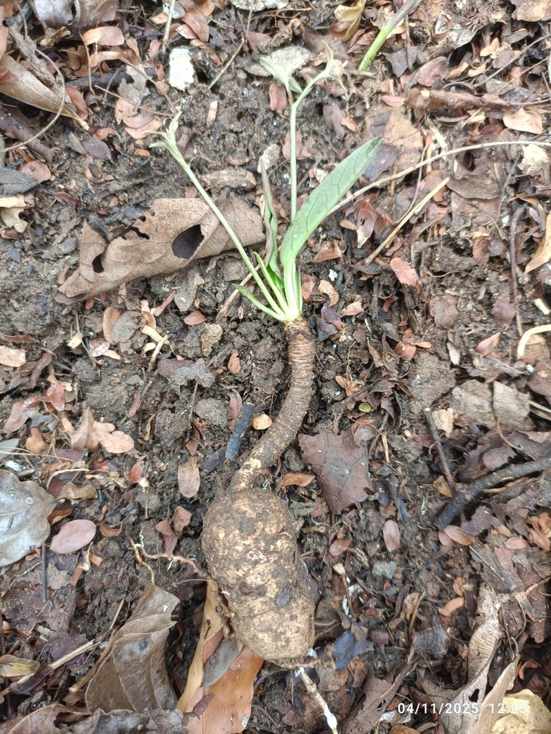 Euphorbia moratii photo 6