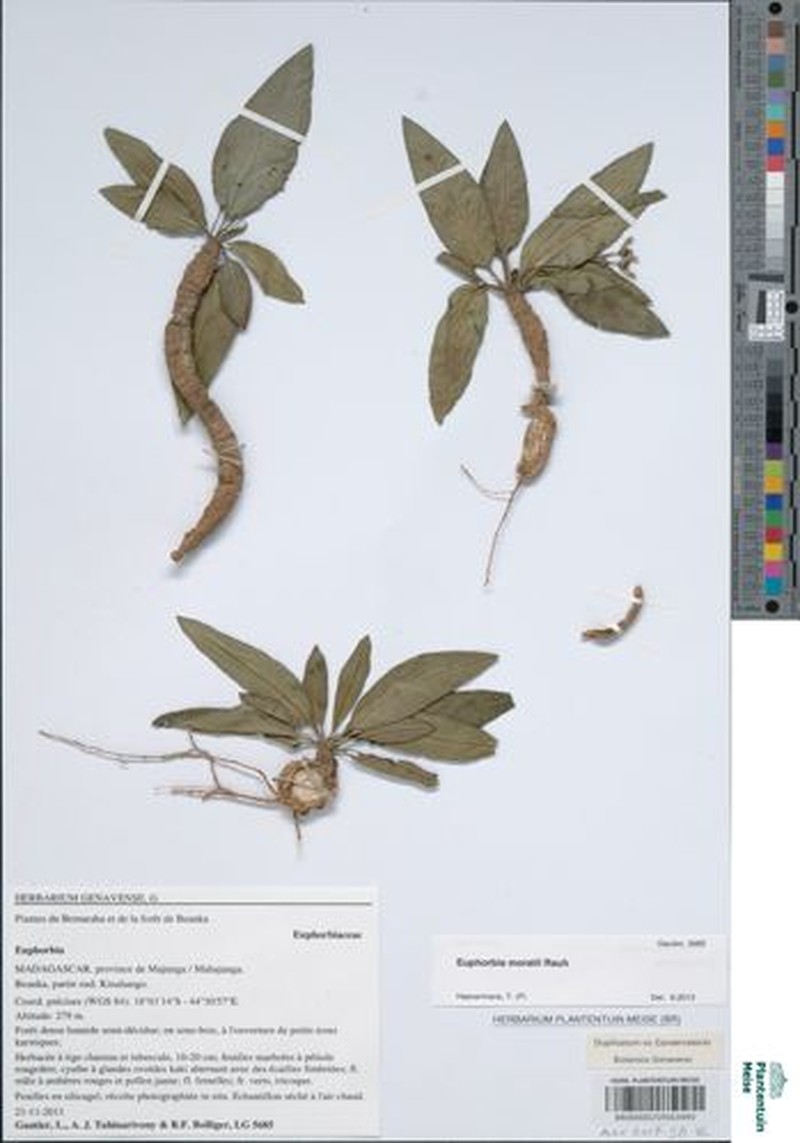 Euphorbia moratii photo 8