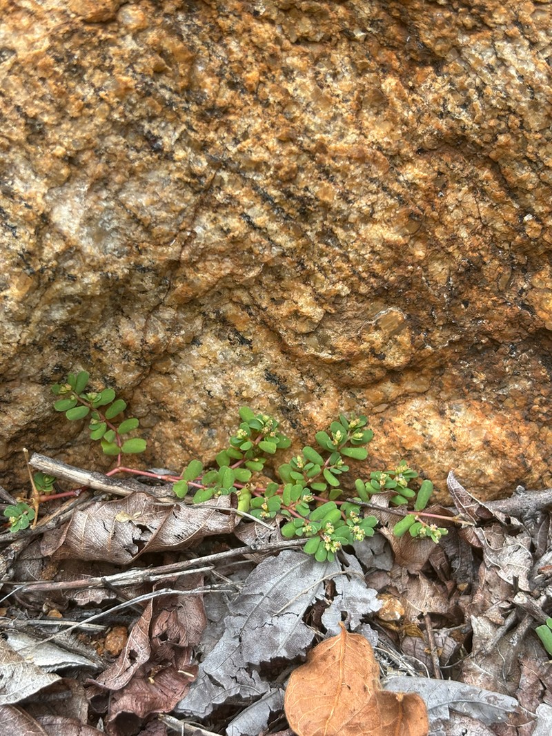 Euphorbia mossambicensis photo 2