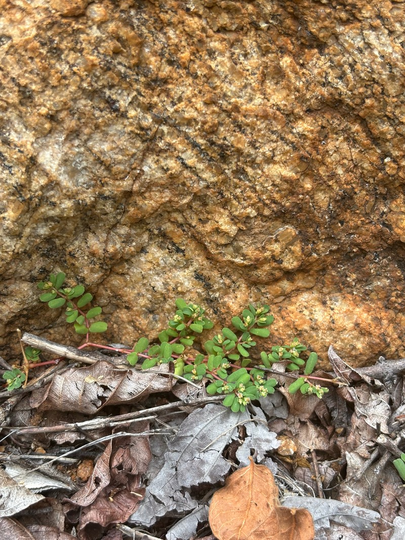 Euphorbia mossambicensis photo 3