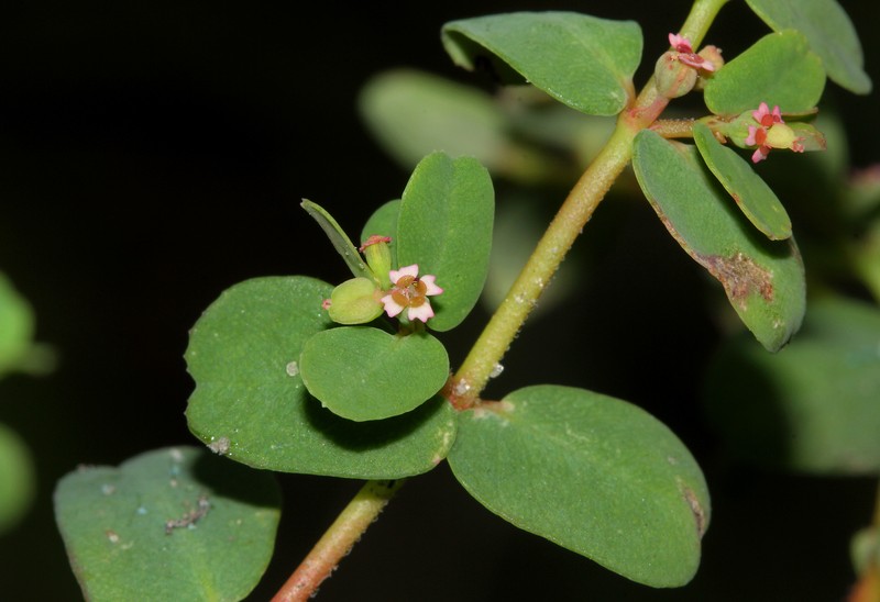 Euphorbia mossambicensis photo 4