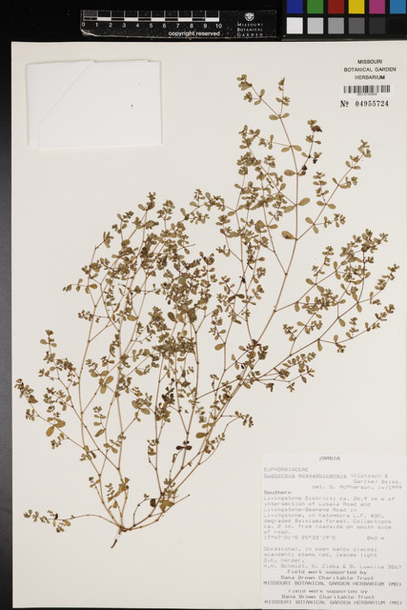 Euphorbia mossambicensis photo 5
