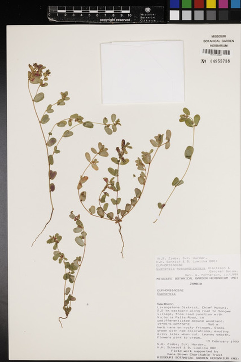Euphorbia mossambicensis photo 6