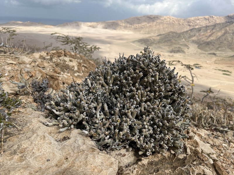 Euphorbia mtolohensis photo 2