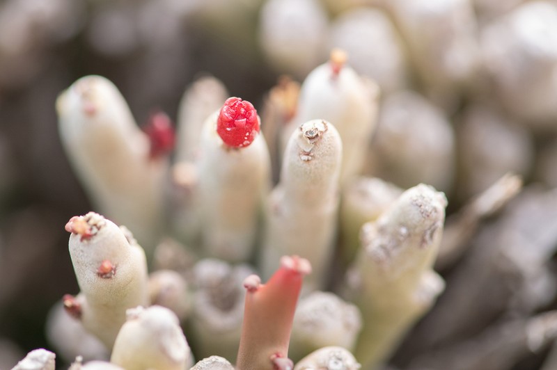 Euphorbia mtolohensis photo 3