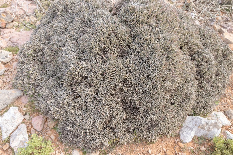 Euphorbia mtolohensis photo 6