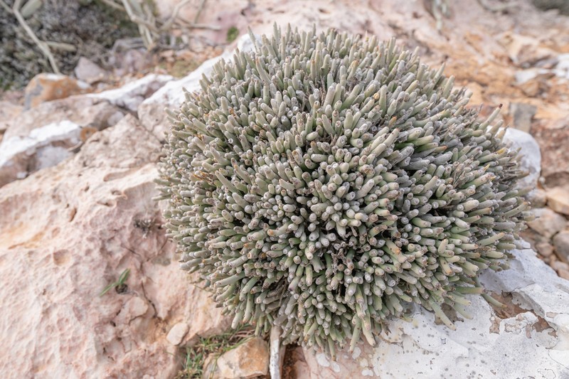 Euphorbia mtolohensis photo 7
