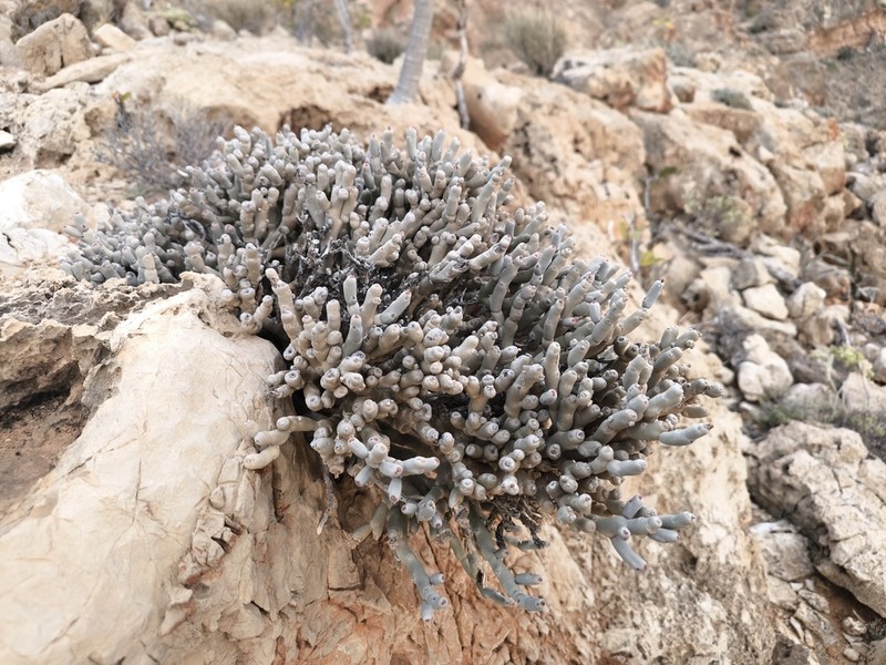 Euphorbia mtolohensis photo 8