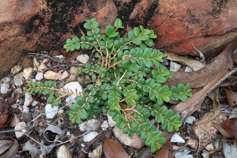 Euphorbia muelleri