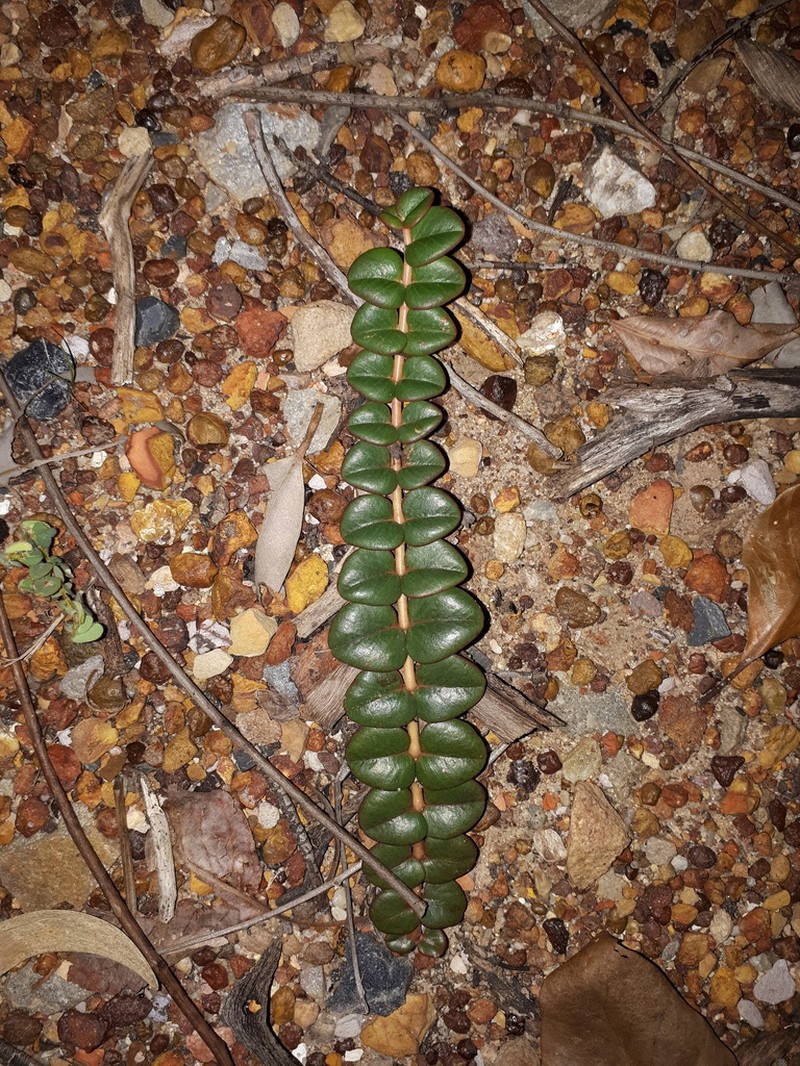 Euphorbia muelleri photo 2