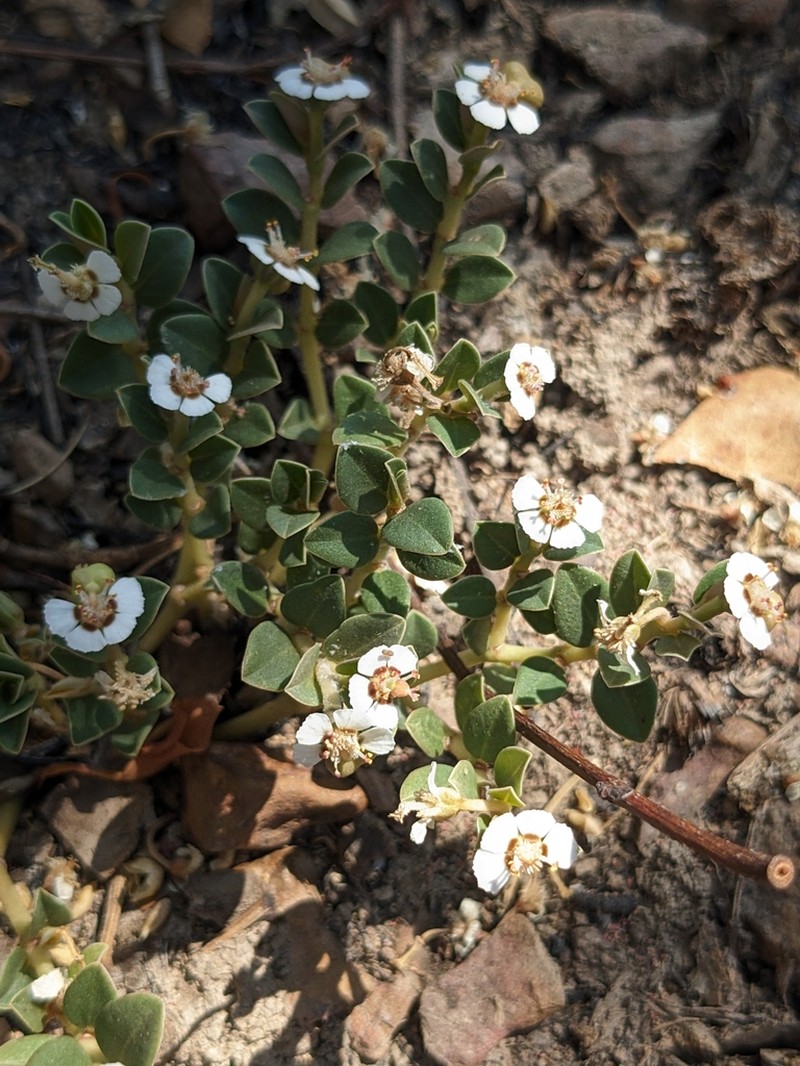 Euphorbia muelleri photo 3