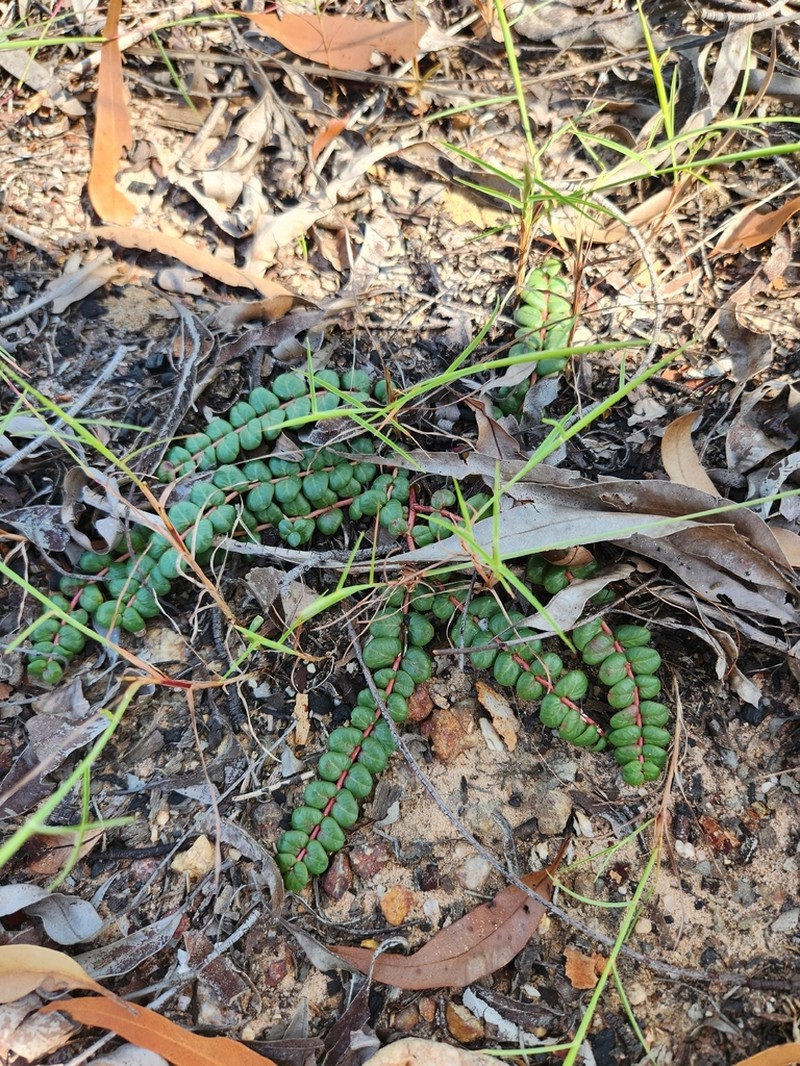 Euphorbia muelleri photo 4