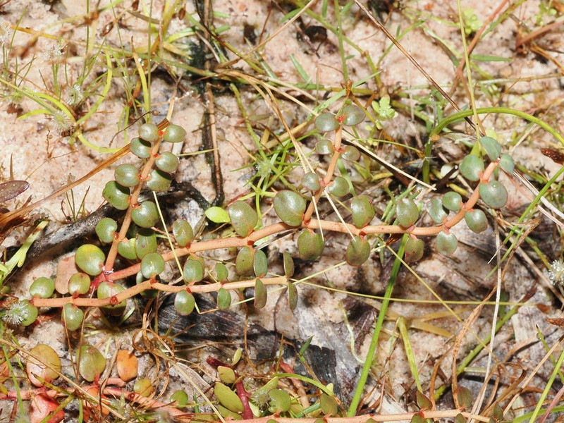 Euphorbia muelleri photo 5