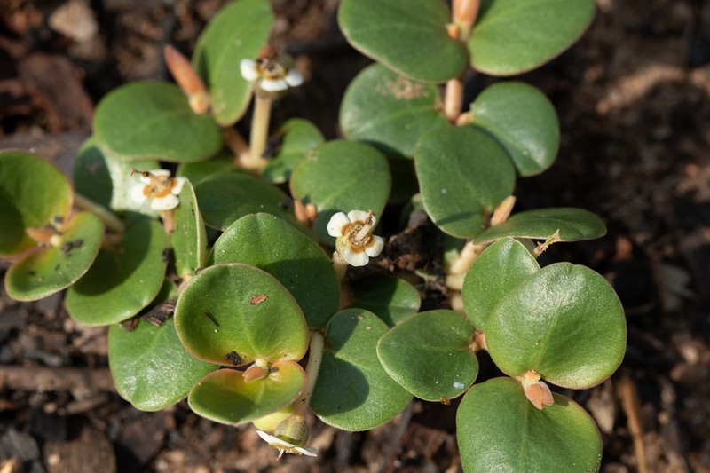 Euphorbia muelleri photo 6