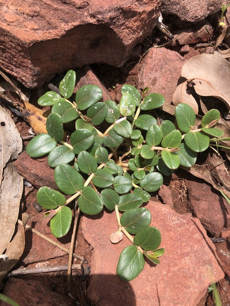 Euphorbia muelleri photo 7
