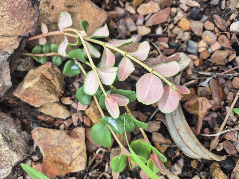 Euphorbia muelleri photo 8