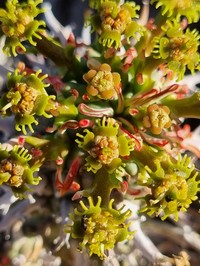 Euphorbia multiceps